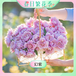 天狼月季幻紫大花耐热多季玫瑰带盆栽好花卉植物紫色系庭院阳台香