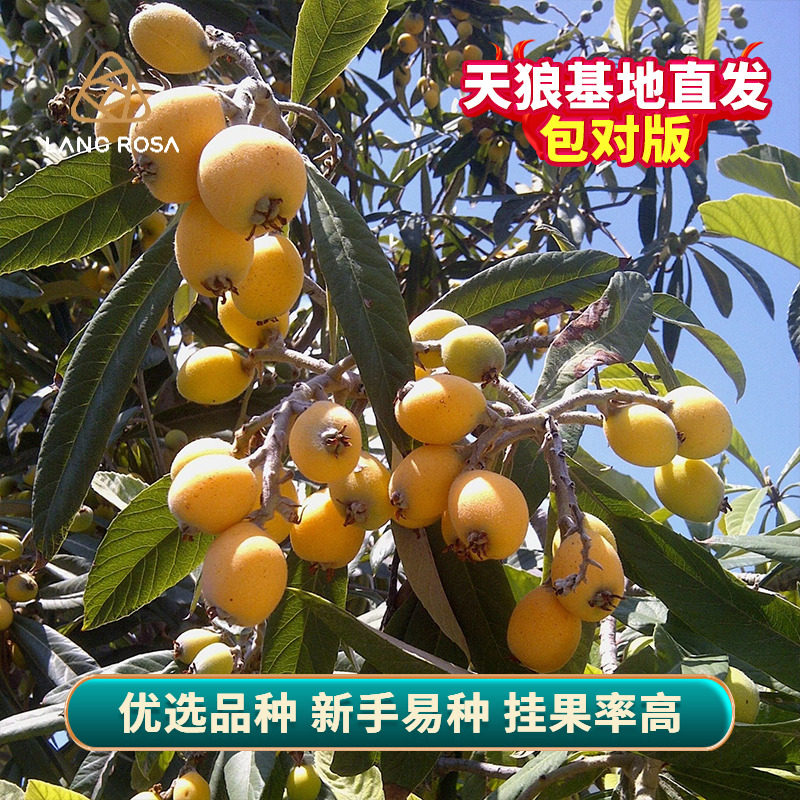 天狼 白沙白玉枇杷树 庭院花园喜光新手易养护可食用果树果苗图片