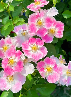 天狼月季桃华影自育单瓣丰花灌木庭院花园观赏性植物花卉盆栽苗