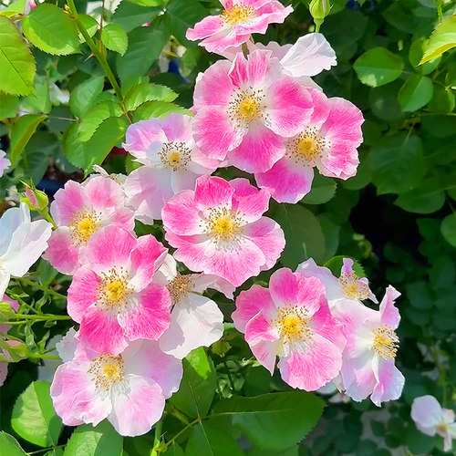【桃华影】天狼月季自育单瓣丰花灌木庭院花园观赏性花卉盆栽苗