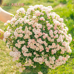 【姬乙女】天狼月季超微阳台露台多季观赏性植物玫瑰花卉盆栽苗