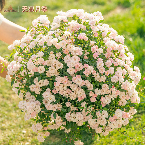 天狼超微月季1.2升盆阳台好种