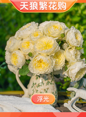 【繁花购】天狼月季1.2升盆栽苗多季易养观赏性玫瑰花卉盆栽