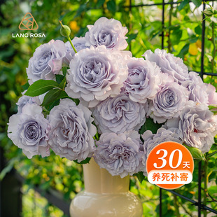 开花庭院露台阳台植物玫瑰盆栽地栽花苗 多季 天狼月季 蓝紫色系列