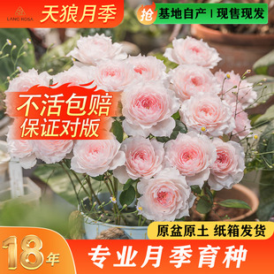 天狼月季非自育1.2升庭院阳台丰花好养浓香带盆春季灌木