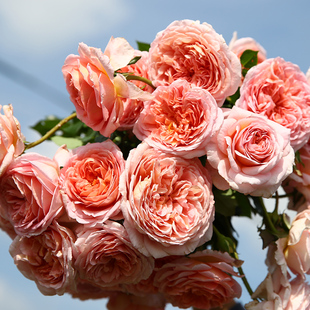 天狼月季 亚伯拉罕达比 多季强香可藤可灌月季耐热好养盆栽花卉