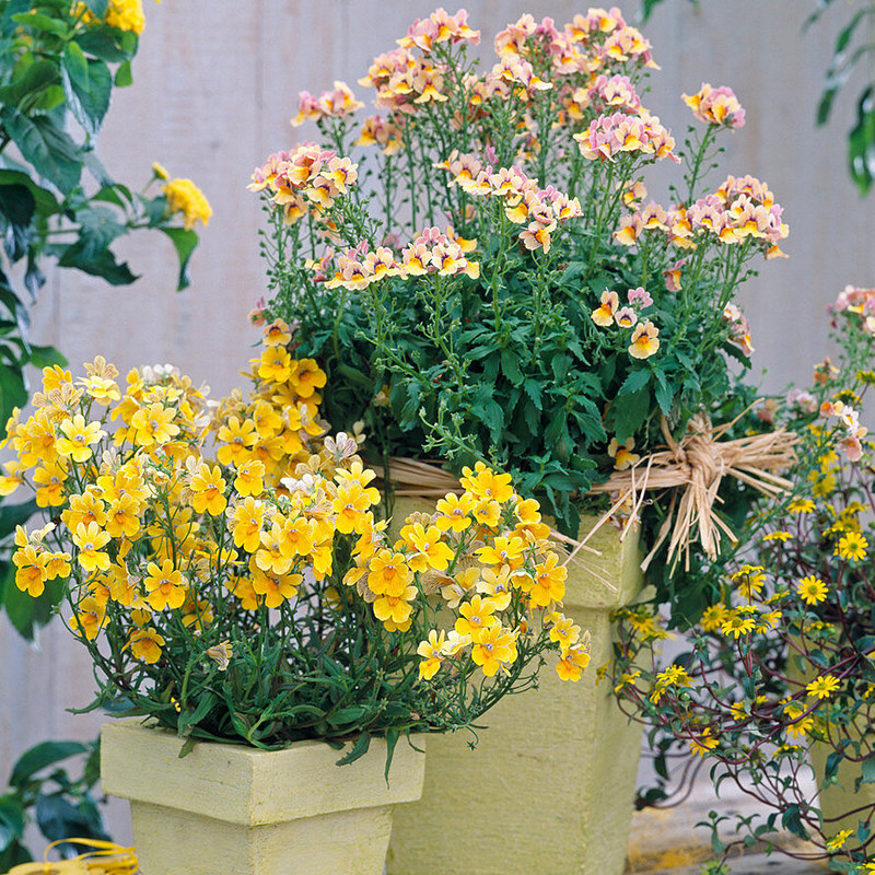 天狼 龙面花 花期长花量大阳台庭院易养护观赏草本花卉