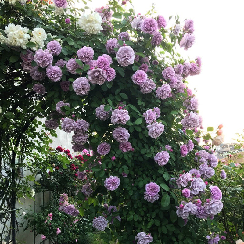 天狼月季蓝色阴雨庭院藤本攀援爬藤拱门观赏性花卉盆栽苗新手推荐,鲜花速递/花卉仿真/绿植园艺,月季/蔷薇/玫瑰,淘宝优惠券,粉丝福利购,淘宝优惠卷