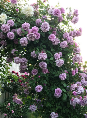 【蓝色阴雨】天狼月季攀援藤本型花量大观赏性花卉盆栽苗新手推荐