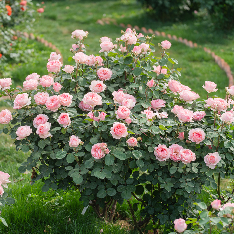 天狼月季1.2升庭院花园观赏性植物盆栽玫瑰花苗新手易养护