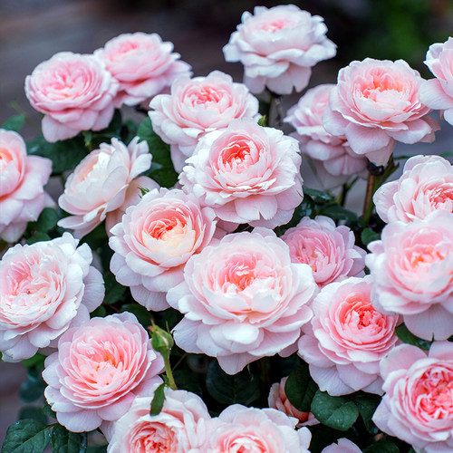 【瑞典女王】天狼月季露台灌木多季抗病直立观赏性盆栽苗新手推荐