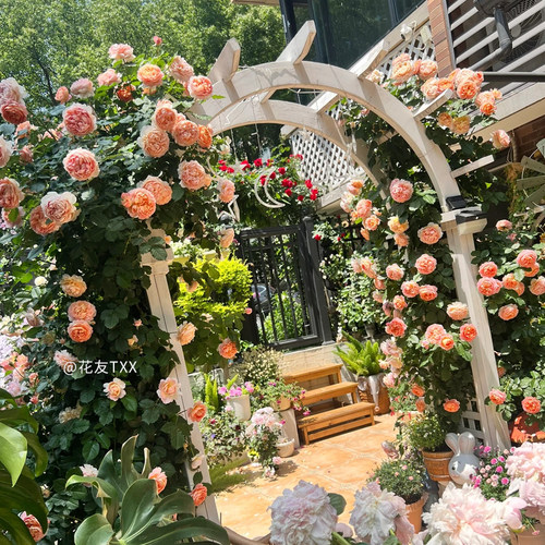 【锦嫣】天狼月季花园藤本多季开勤花观赏性丰花花卉盆栽新手推荐