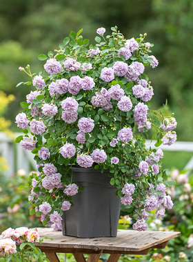 天狼月季2.5L/2.8L庭院花园易养护多季玫瑰植物花卉蓝雨