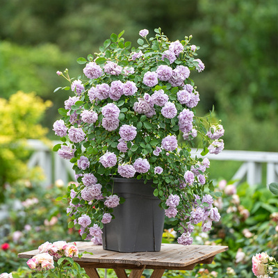 【新春】天狼月季2.5L/2.8L庭院花园易养护多季玫瑰植物花卉蓝雨