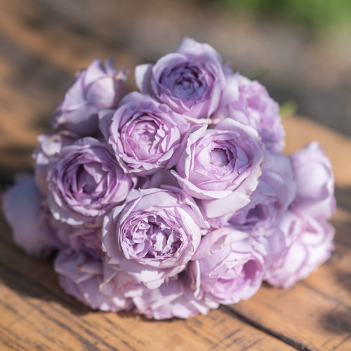 天狼灌木庭院露台植物花卉