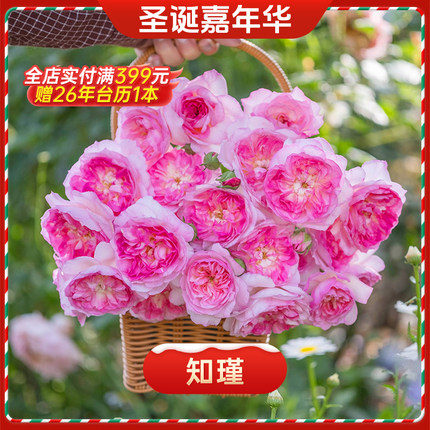 【圣诞嘉年华】天狼月季1.2升盆家庭园艺庭院花园易养花卉绿植