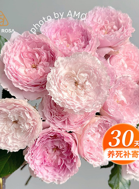 天狼月季2.8/2.5自育高人气阳台庭院大花园盆栽幻紫胭脂扣隐隐青