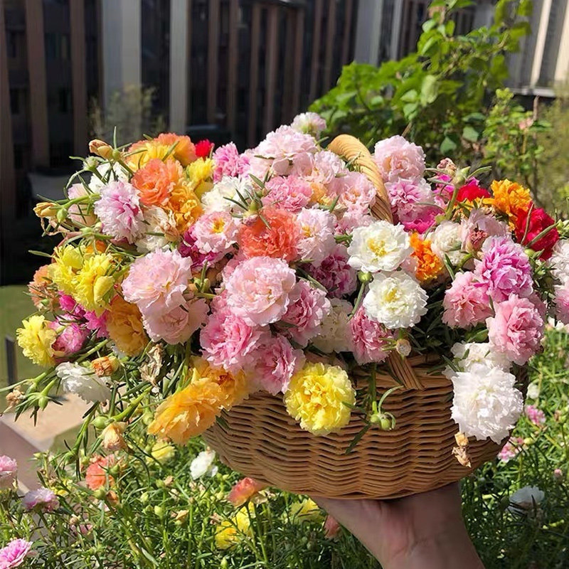 天狼 太阳花 喜光新手易养护爆花机器庭院花园观赏性花卉盆栽苗