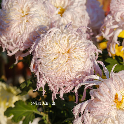 天狼传统大菊EG-90盆多年生喜光易养护庭院阳台盆栽草本植物花卉