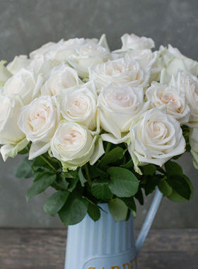 天狼月季 白哈娜/白荔枝 多季大花杂交茶香月季花店切花玫瑰