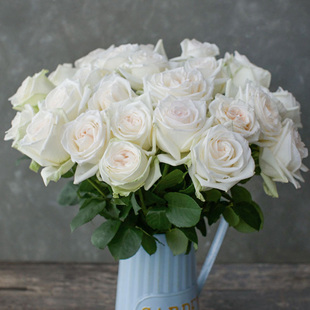 【直播福袋专享】白哈娜1.2升盆