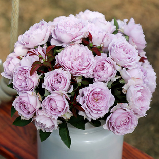 天狼月季空蒙露台开张直立型丰花勤花观赏性玫瑰花卉盆栽新手推荐