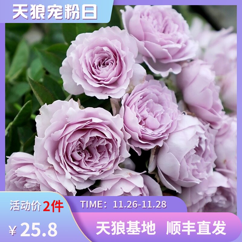 天狼月季小苗蓝色阴雨黑巴克庭院阳台花园四季植物盆栽花苗图片