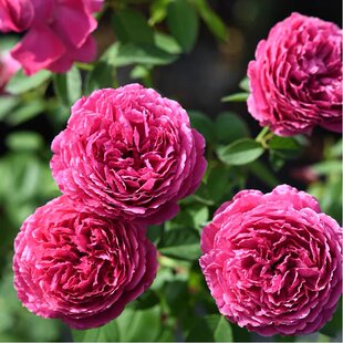 天狼月季惊鸿花园灌木玫红大花多季开花观赏性花卉盆栽苗新手推荐