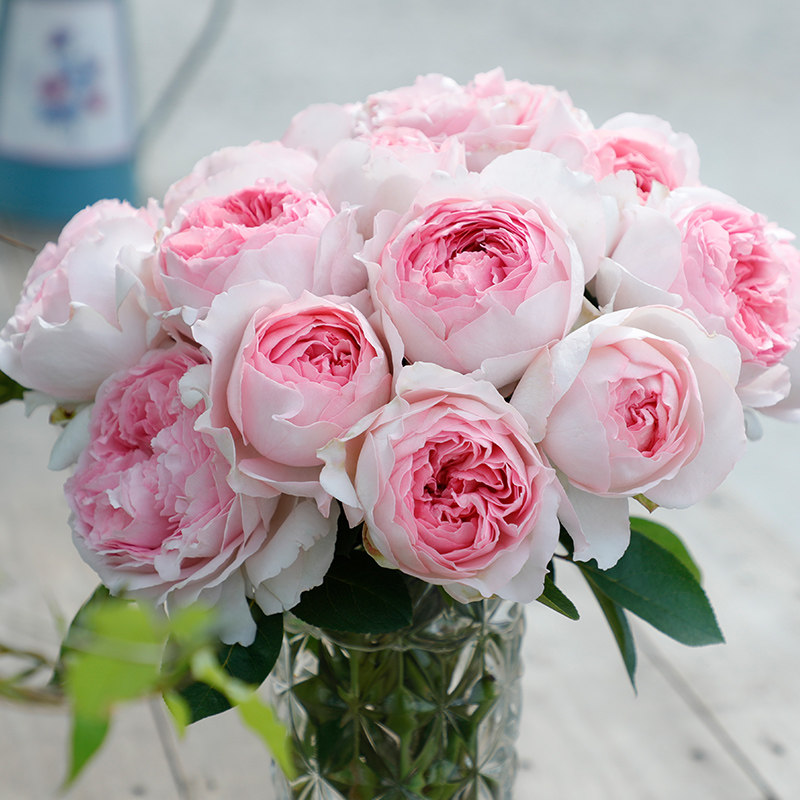 天狼月季 伊芙系列 伊芙光乙女心等品种大花浓香家庭园艺盆栽花卉