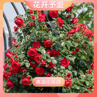 【弗洛伦蒂娜】天狼月季6.5升大花易养庭院花卉盆栽草本草本花卉