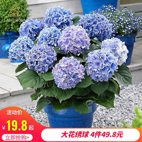 绣球花小苗销量排行榜 绣球花小苗品牌热度排名 小麦优选