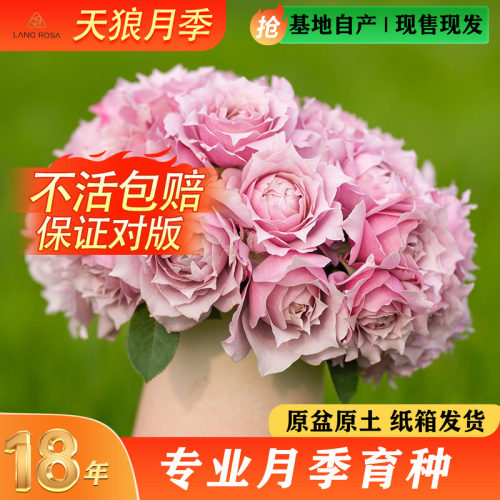 天狼自育30天包活包对版易爆花