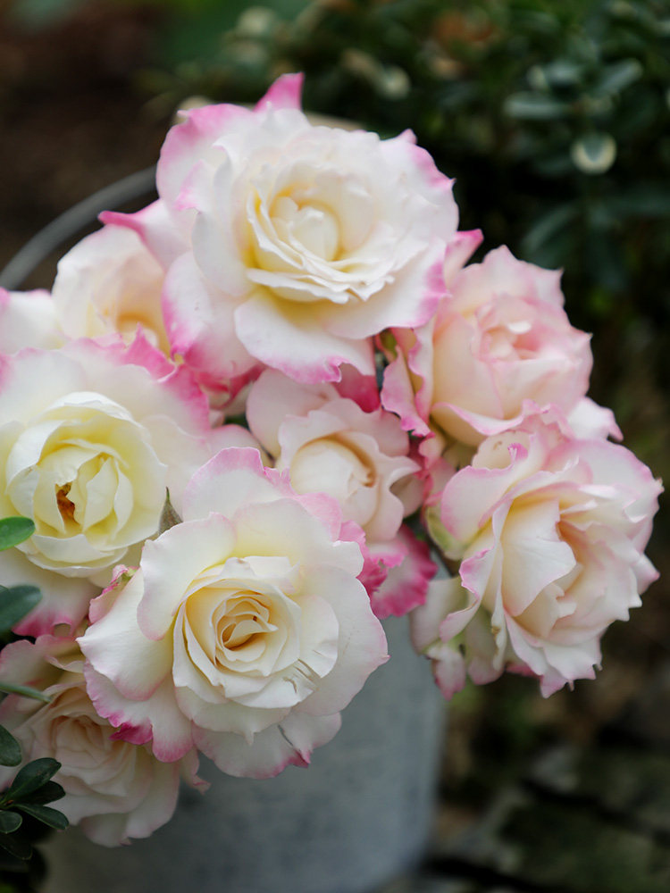 【六翼天使】 天狼月季 日系灌木庭院露台植物玫瑰花卉盆栽