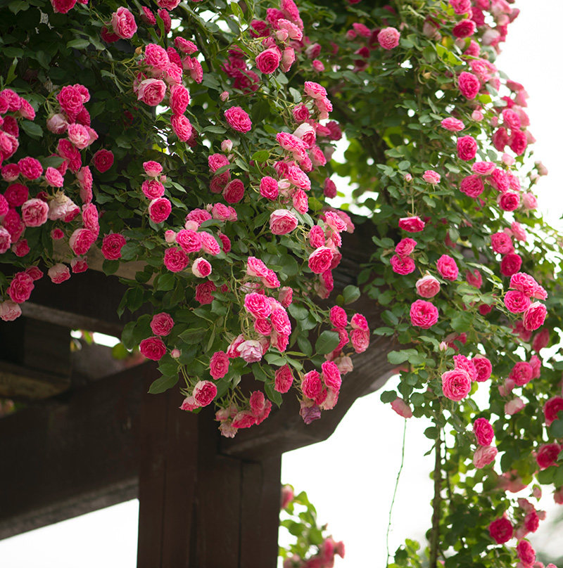 天狼月季6.5升黑巴克果汁多季开花易养护观赏月季玫瑰盆栽花卉苗