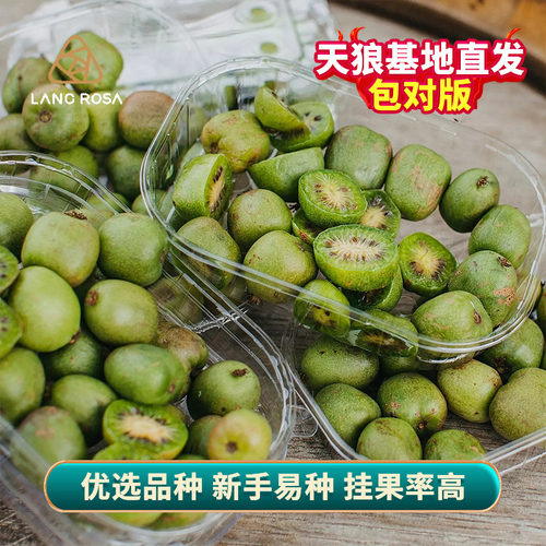 天狼 软枣猕猴桃 易养护家庭园艺可食用果树果苗 - 封面