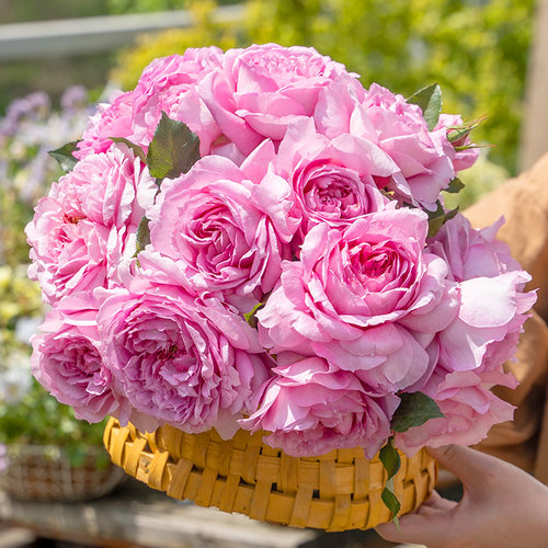 天狼月季月季/蔷薇/玫瑰大花耐热