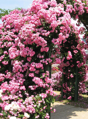 天狼月季 安吉拉 多季粉色灌木月季可做藤丰花勤花盆栽苗