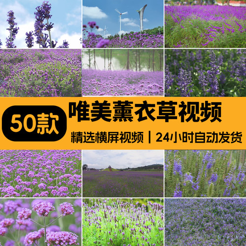 紫色薰衣草唯美花海庄园自然农田风景剪辑LED背景大屏幕视频素材