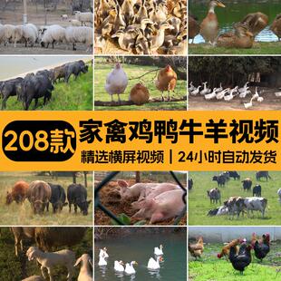 家畜家禽类养殖耕牛奶牛羊公鸡母鸡鸭鹅猪牛群猪圈养猪场视频素材
