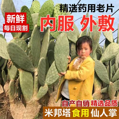 可种植可药用可外敷可美容可嫁接
