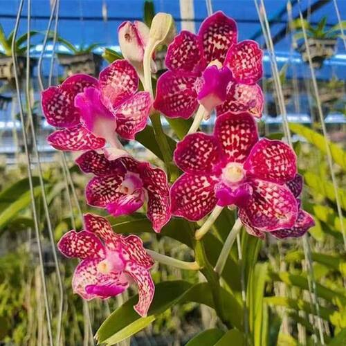 特价洋兰万代兰指甲兰花苗洋兰盆栽附生兰花苗造景绿植网红花卉苗