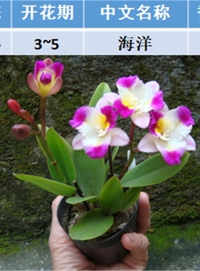 卡特兰浓香大花进口品种卡特兰花苗洋兰盆栽附生兰苗稀少品种特价