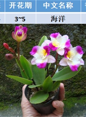 卡特兰盆栽阳台洋兰大花四季