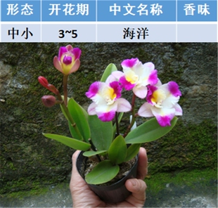 卡特兰浓香大花进口品种卡特兰花苗洋兰盆栽附生兰苗稀少品种特价