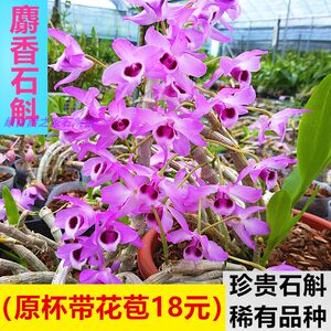 球花石斛兰价格 球花石斛兰图片 星期三