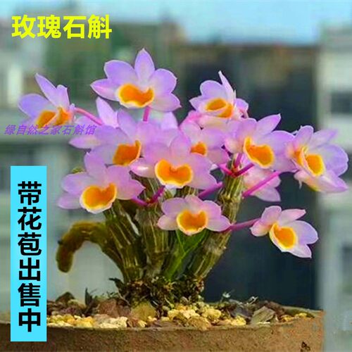 带花苞玫瑰春夏秋冬铁皮石斛