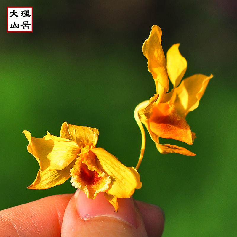 大理山居干鼓槌石斛花干花非铁皮石斛干石斛花石斛兰石斛花旗参汤