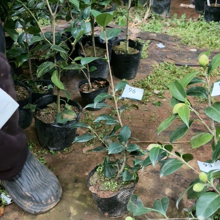 姬白雪 96,鲜花速递/花卉仿真/绿植园艺,绿植,淘宝优惠券,粉丝福利购,淘宝优惠卷
