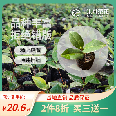 名贵稀缺山茶花品种包对版团购二