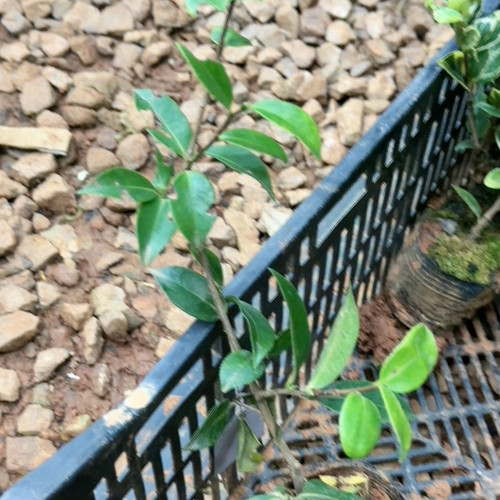 梦茶梅 香味 下播福利